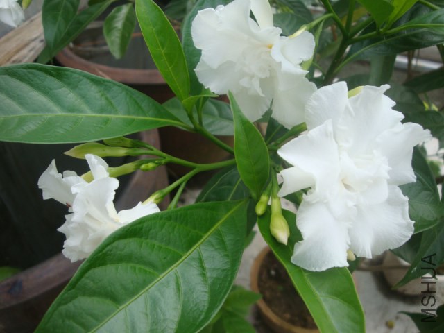 DSC05842.JPG