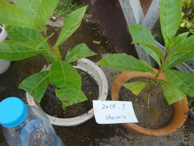DSC06016.JPG