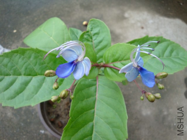 DSC04742.JPG