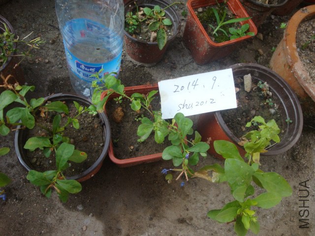 DSC06017.JPG
