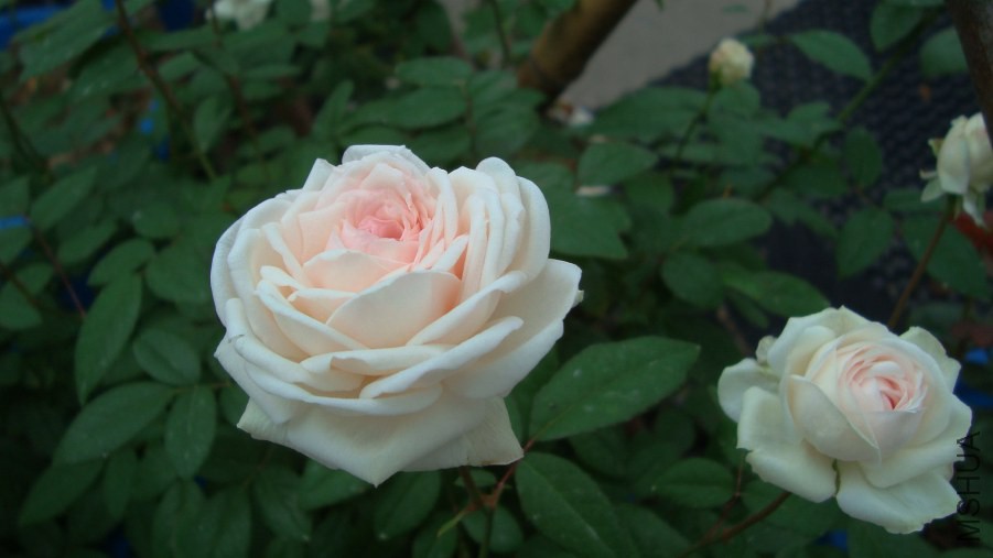 DSC05440.JPG