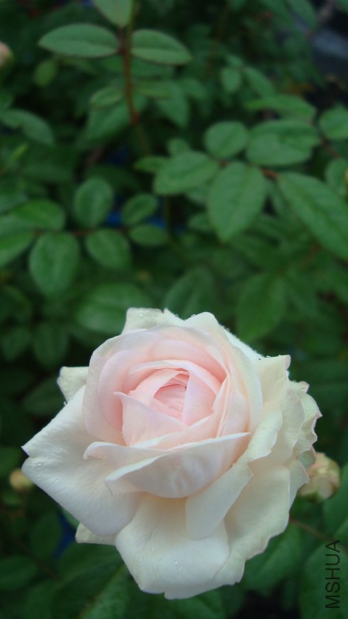 DSC05412.JPG
