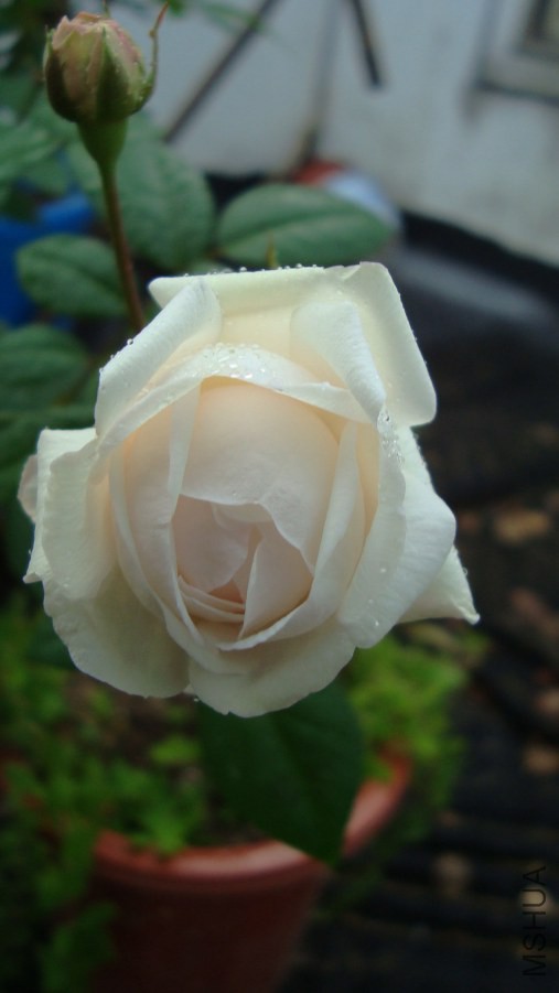 DSC05413.JPG