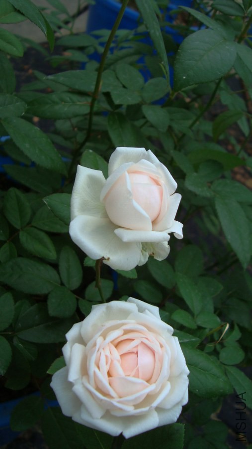 DSC05442.JPG