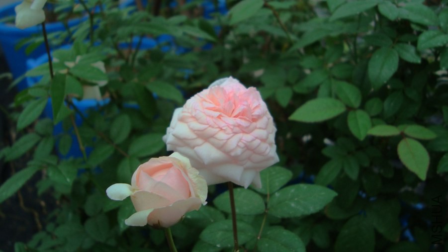 DSC05435.JPG