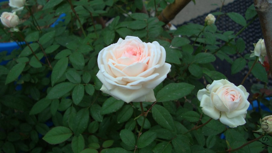DSC05441.JPG
