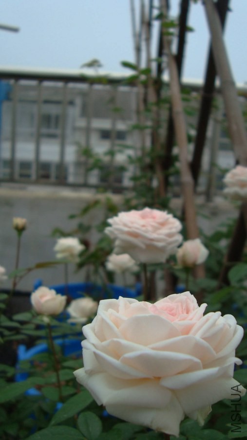 DSC05453.JPG