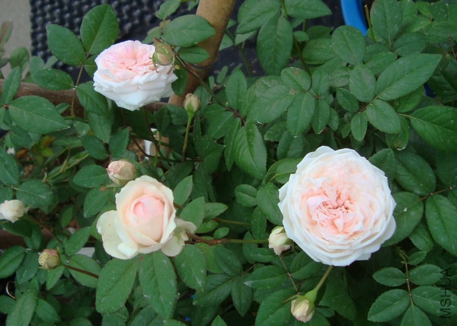 DSC05424.JPG