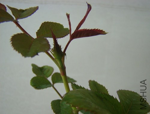 DSC07077.JPG
