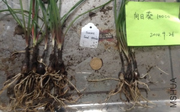 Sunset Seed Strain.jpg