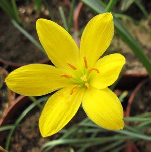 Zephyranthes citrina.jpg