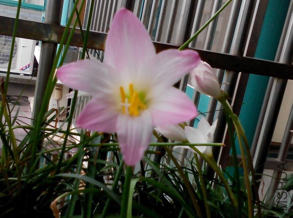 H robustusrobusta .jpg
