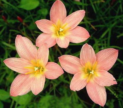 Sunset Seed Strain.jpg