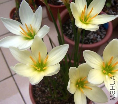 Zephyranthes 'Ajax'.jpg
