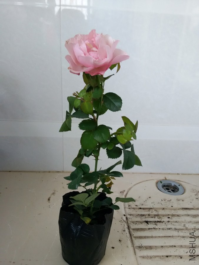 ��Ʒ������