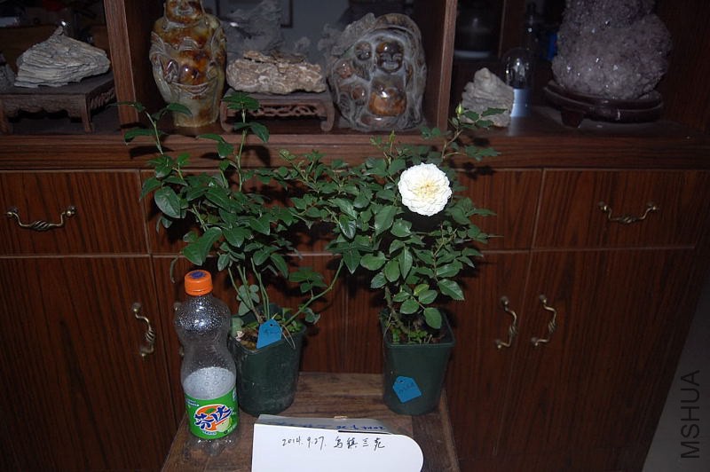 DSC_00010001.JPG