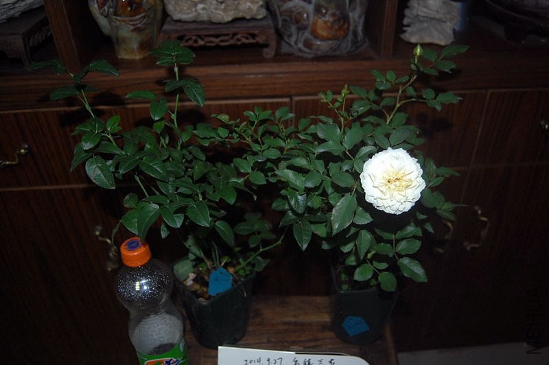 DSC_00020002.JPG