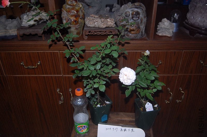 DSC_00030003.JPG