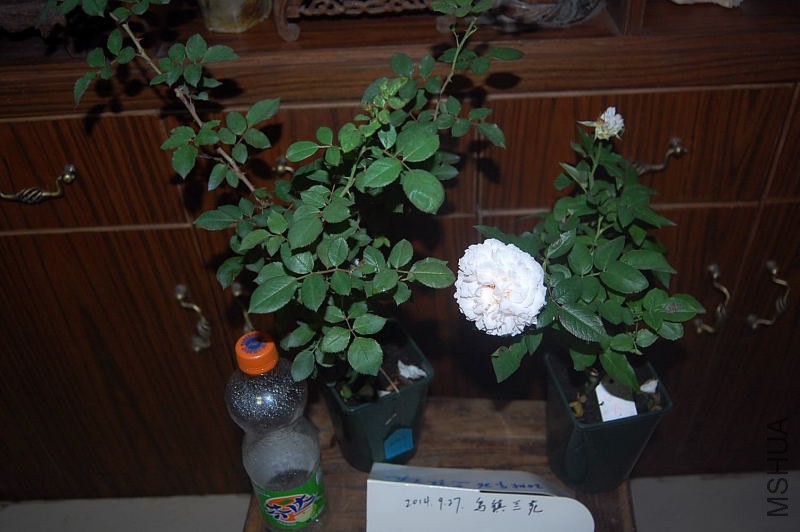 DSC_00040004.JPG