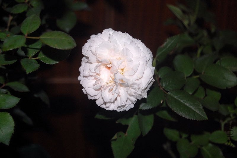 DSC_00090009.JPG