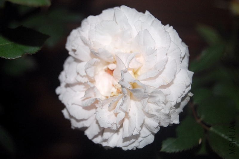 DSC_00050005.JPG