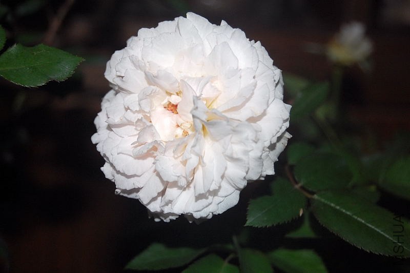 DSC_00080008.JPG