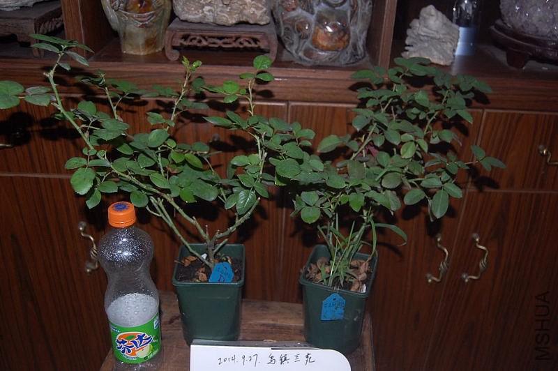 DSC_00100010.JPG