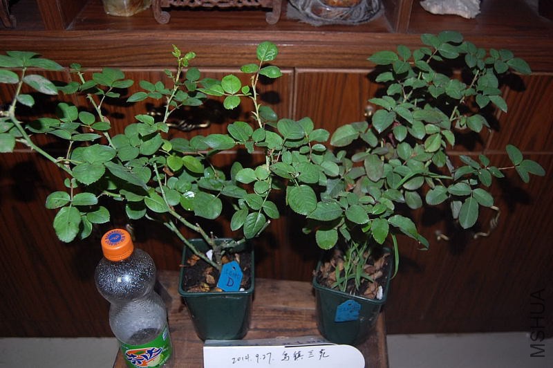 DSC_00110011.JPG
