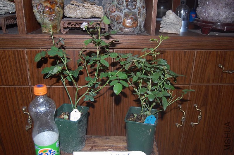 DSC_00120012.JPG