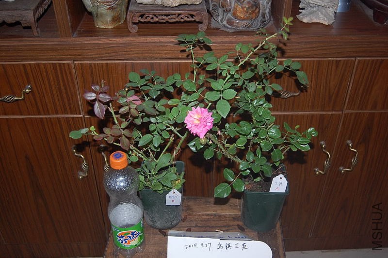 DSC_00140014.JPG