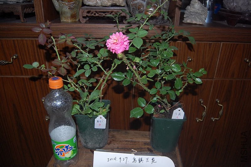DSC_00150015.JPG