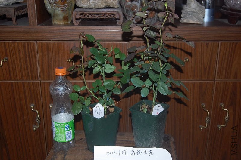 DSC_00180018.JPG