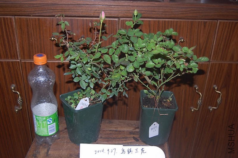 DSC_00200020.JPG