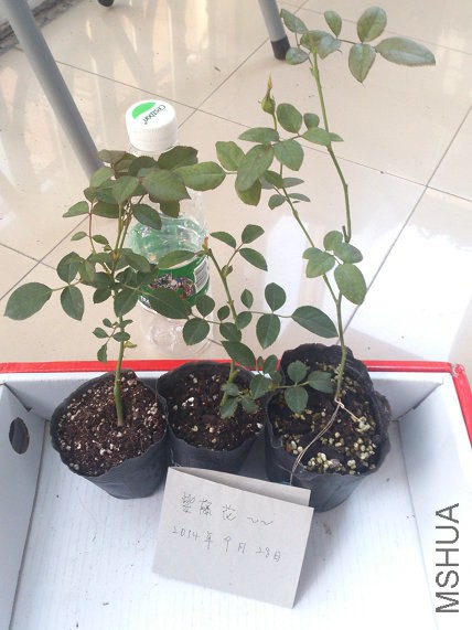 �³�30 �³�30����45