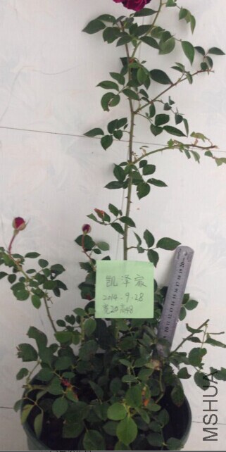 QQͼƬ20140928095321.jpg