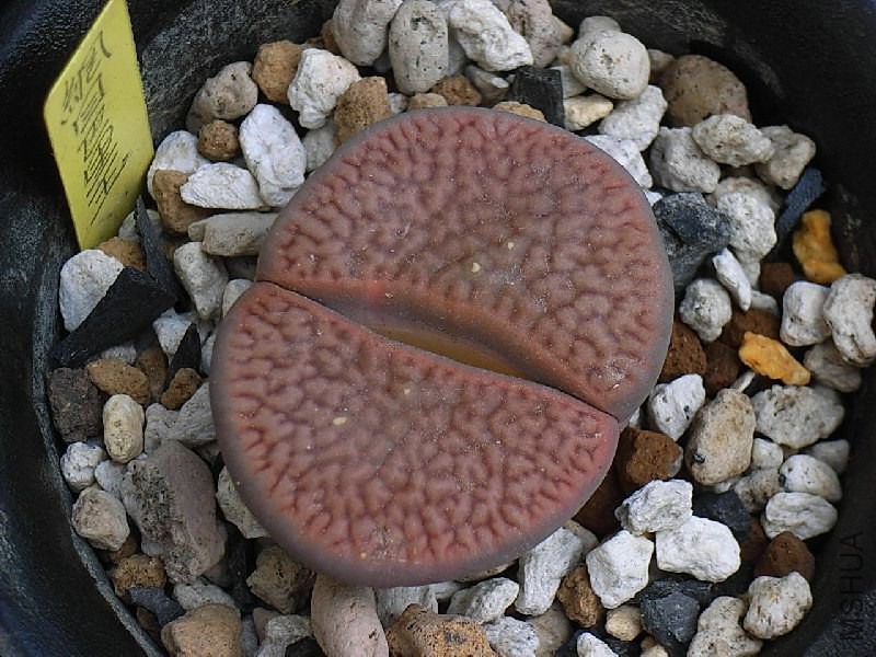 2-2.JPG