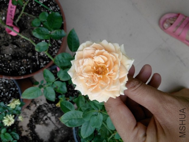 �������е㴹ͷ������