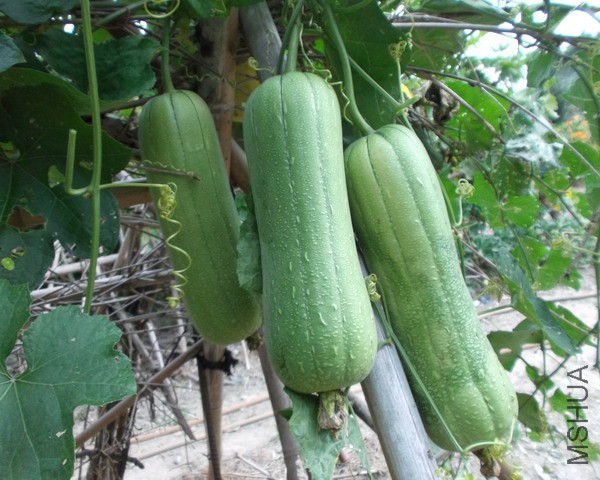 �ϼ��ϵ�̎�L,����