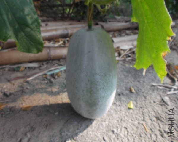 ͥԺ�ߵ��Ķ���