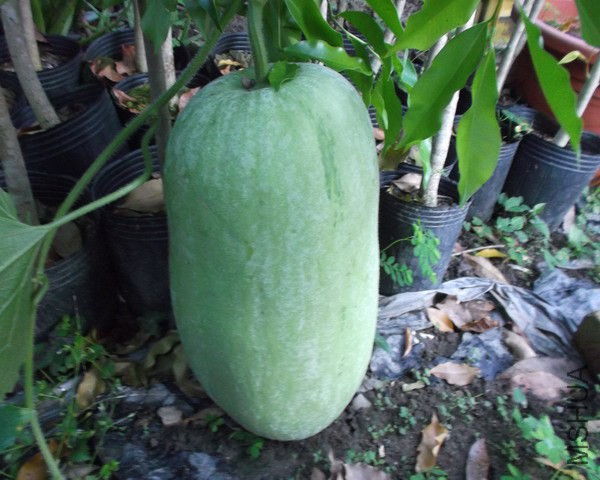 ͥԺ������Ԓ�������