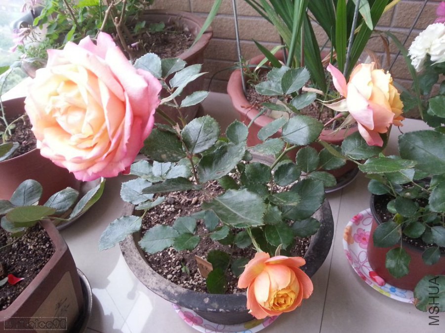20140522_0551321.jpg
