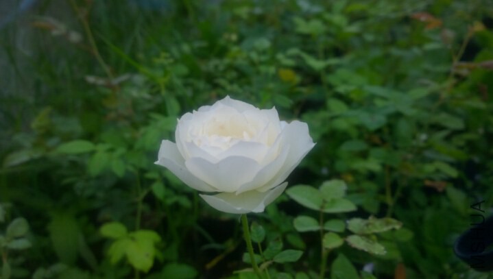 ˮ��