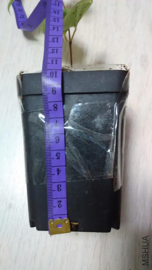 10CM����