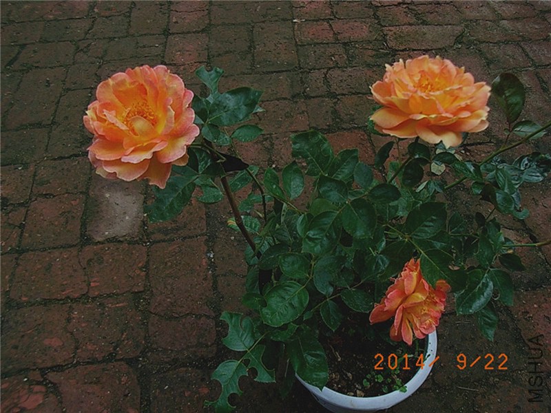 ������Ů