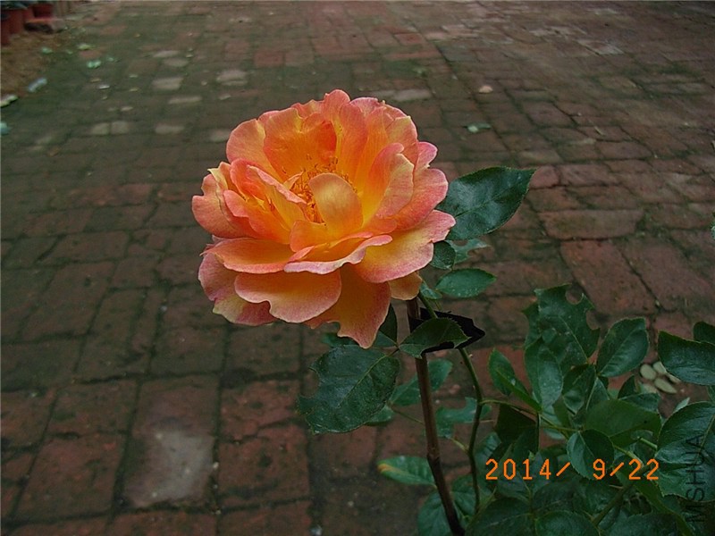 ������Ů