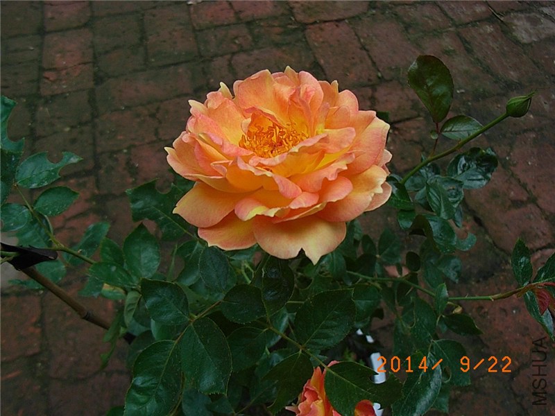 ������Ů