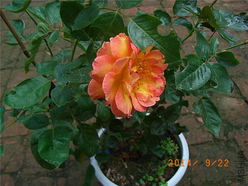 ������Ů