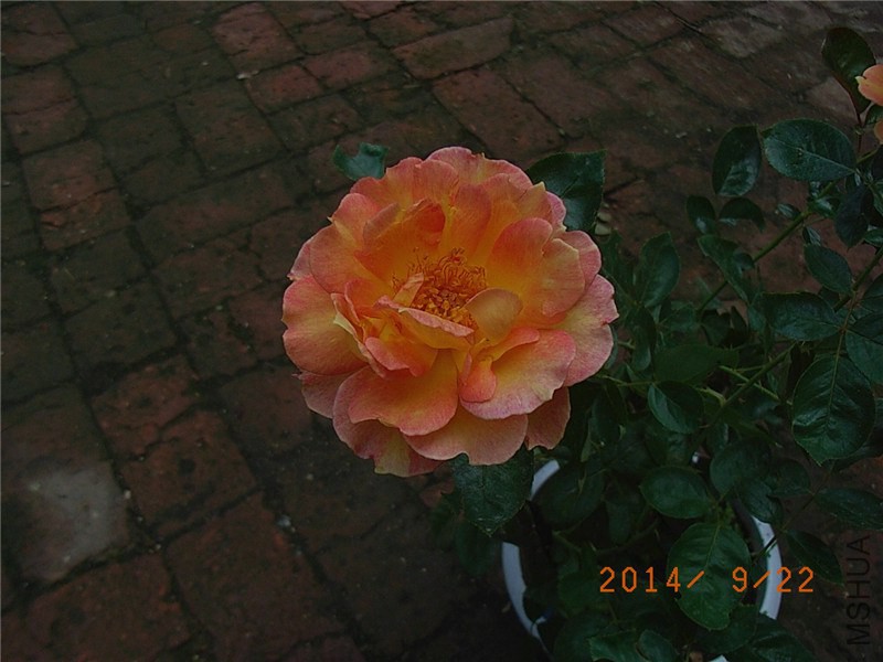 ������Ů