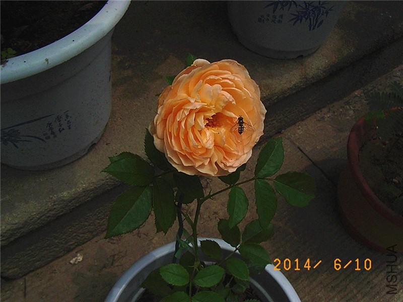 ���˹����