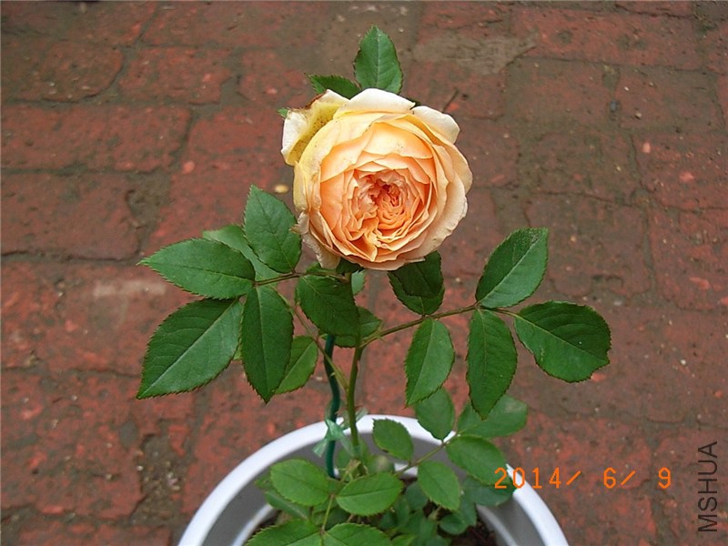 ���˹����